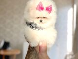 Prenses Pomeranian Boo