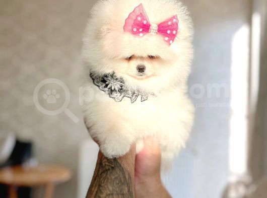 Prenses Pomeranian Boo görsel