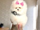 Prenses Pomeranian Boo