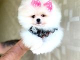 Prenses Pomeranian Boo