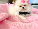 Prenses Pomeranian boo