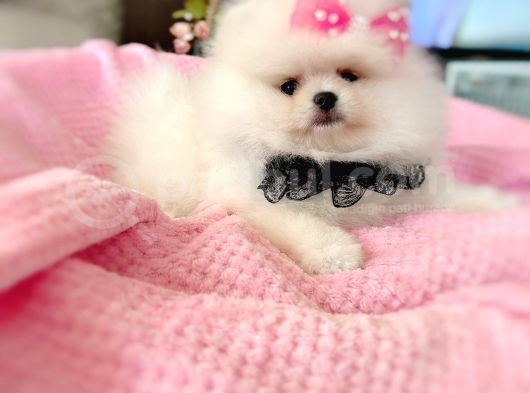 Prenses Pomeranian Boo
