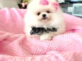 Prenses Pomeranian Boo