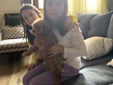 2 Aylık Dişi Toy Poodle