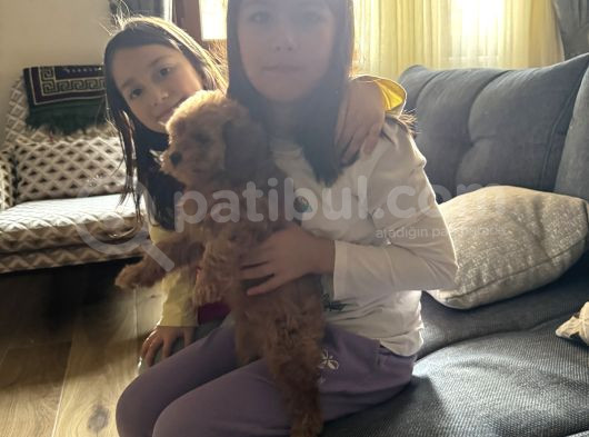 2 Aylık Dişi Toy Poodle görsel