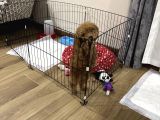 2 Aylık Dişi Toy Poodle