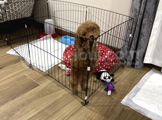 2 Aylık Dişi Toy Poodle görsel
