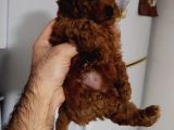 Toy Poodle