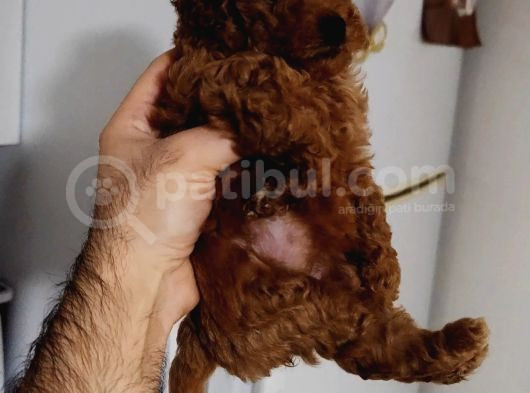 Toy Poodle görsel