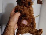 Toy Poodle