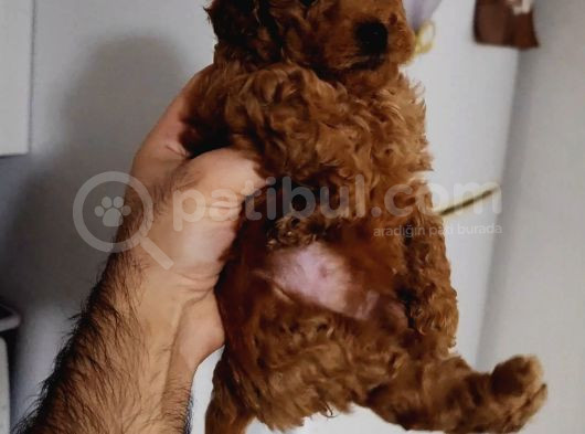 Toy Poodle görsel
