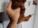 Toy Poodle