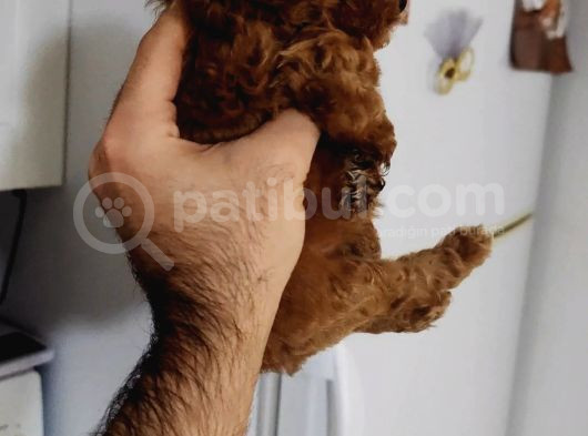 Toy Poodle görsel