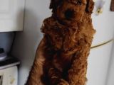 Toy Poodle