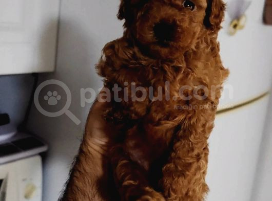 Toy Poodle görsel