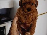 Toy Poodle