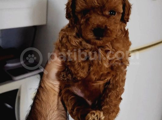 Toy Poodle