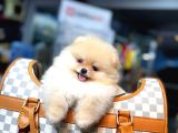 Orjinal teddy Pomeranian Boo Yavrularımız