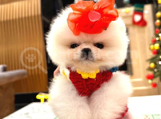 Orjinal Teddy Pomeranian Boo Yavrularımız görsel