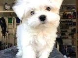 Maltesse Terrier Cinsi Mini Boy Puppy Kar Beyaz