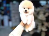Orjinal Teddy Pomeranian Boo Yavrularımız