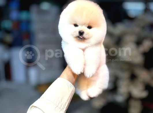 Orjinal Teddy Pomeranian Boo Yavrularımız görsel