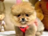 TEDDY BEAR ORJİNAL POMERANİAN BOO YAVRULARIMIZ