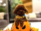 Orjinal Toy Poodle Yavruları