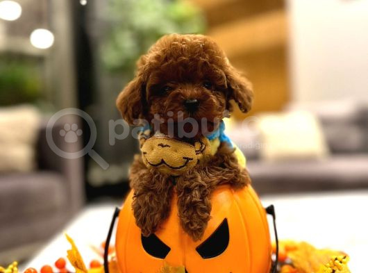 Orjinal Toy Poodle Yavruları görsel