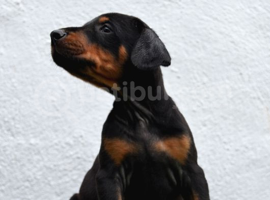 Safkan Dobermann Yavrular görsel