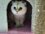 8 Aylık Dişi Scottish Fold