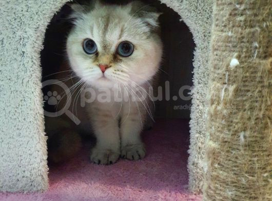 8 Aylık Dişi Scottish Fold görsel