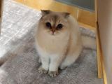 8 aylık dişi scottish fold