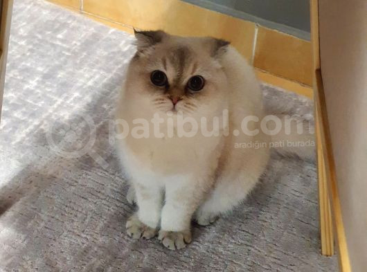 8 Aylık Dişi Scottish Fold