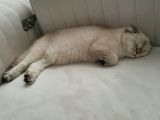 8 Aylık Dişi Scottish Fold
