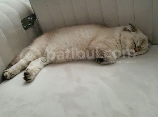8 Aylık Dişi Scottish Fold görsel