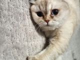 8 Aylık Dişi Scottish Fold