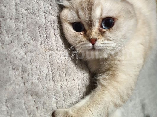 8 Aylık Dişi Scottish Fold görsel