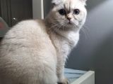8 Aylık Dişi Scottish Fold
