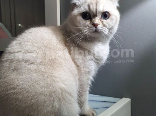 8 Aylık Dişi Scottish Fold görsel