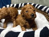 Toy Poodle Yavrulari Erkek Di̇şi̇