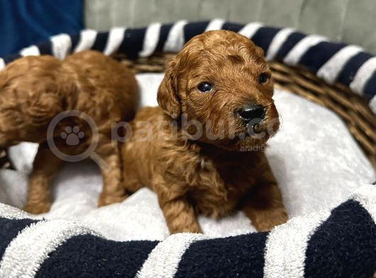 Toy Poodle Yavrulari Erkek Di̇şi̇ görsel