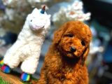 Orjinal Toy Poodle Yavruları