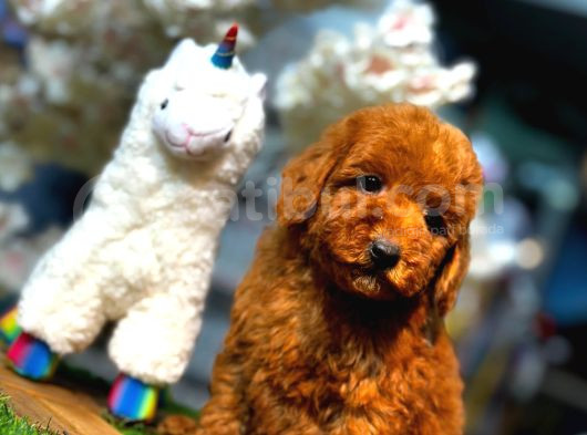 Orjinal Toy Poodle Yavruları görsel