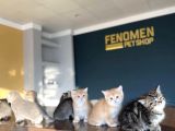 Renk Renk Orji̇nal British Shorthair Yavrulr Ankara Mağazamzd
