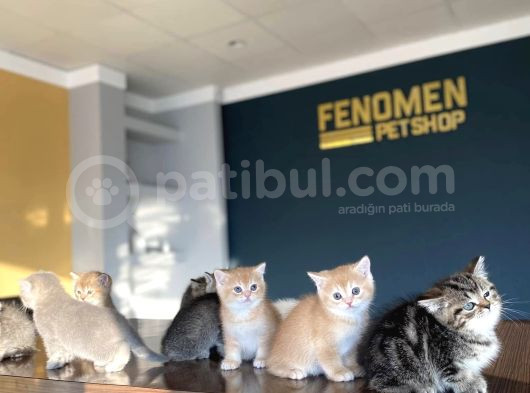 Renk Renk Orji̇nal British Shorthair Yavrulr Ankara Mağazamzd görsel