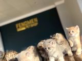 Renk Renk Orji̇nal British Shorthair Yavrulr Ankara Mağazamzd