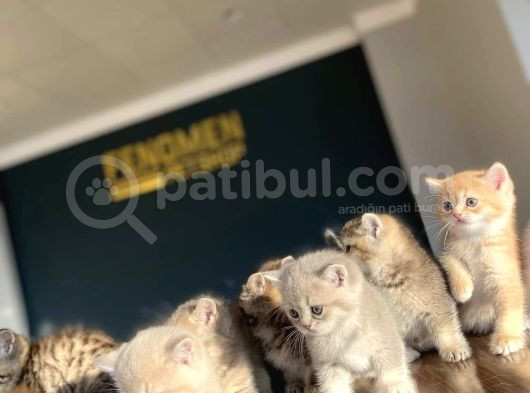 Renk Renk Orji̇nal British Shorthair Yavrulr Ankara Mağazamzd görsel