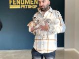 Renk Renk Orji̇nal British Shorthair Yavrulr Ankara Mağazamzd