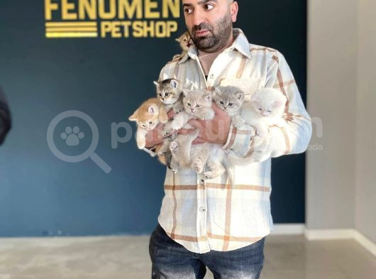 Renk Renk Orji̇nal British Shorthair Yavrulr Ankara Mağazamzd görsel